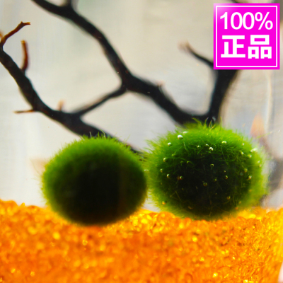 日本进口marimo幸福海藻球 微景观苔藓毬藻 创意迷你盆栽水培植物