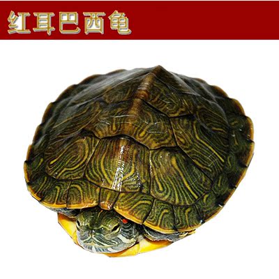 乌龟活体乌龟宠物龟巴西龟彩龟招财龟外塘龟红耳巴西龟包邮