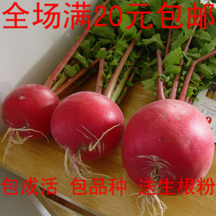 大红袍萝卜种子 品质好 耐贮藏 耐热性强   蔬菜种子40粒