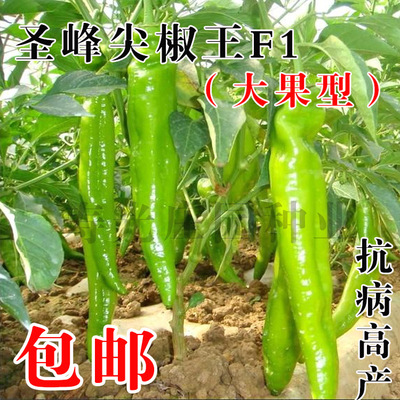 包邮 日本进口 圣峰尖椒王辣椒种子 青椒大果型抗病高产可达2万斤