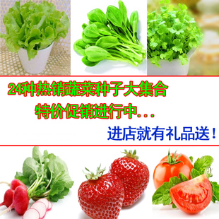 鸡毛菜黄秋葵草莓萝卜番茄乳瓜生菜香菜茴香香葱菠菜水果蔬菜种子