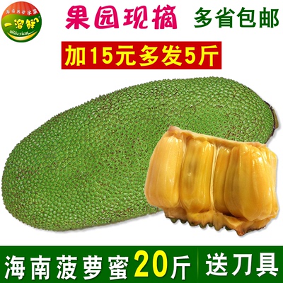 【一溜鲜】海南菠萝蜜20斤 三亚新鲜水果 木菠萝假榴莲 多省包邮