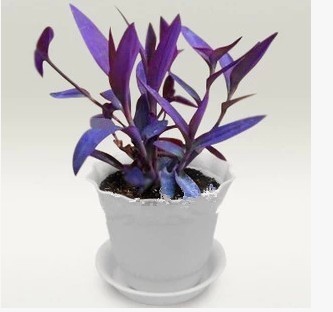 花卉室内盆栽紫吊兰紫罗兰花苗净化空气观花植物花草多批发包邮