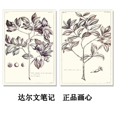 达尔文笔记 微喷原稿翻印画心画布美式植物图谱画芯高清喷绘黑白
