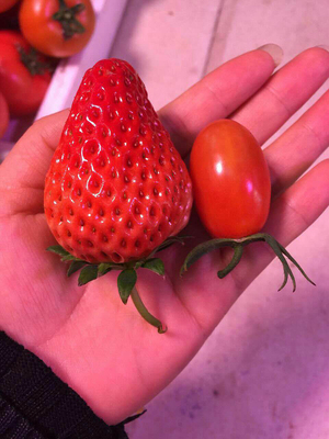 丹东地方特产99草莓奶油草莓久久草莓个大保甜当天摘新鲜水果4斤