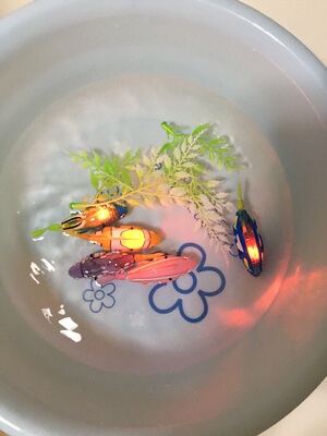 发光电动小鱼灯光电动游泳鱼宠物鱼神奇乐宝鱼会游泳戏水的玩具鱼