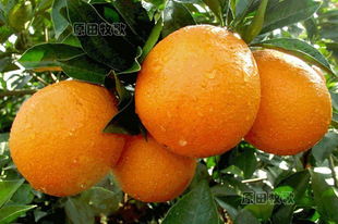 赣南脐橙江西特产橙子有机水果新鲜水果农家特产10斤装包邮