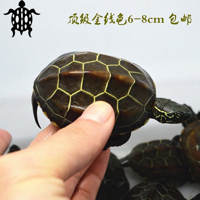 龟4-6CM草龟苗活体乌龟中华草龟金线龟宠物龟情侣龟一对包邮