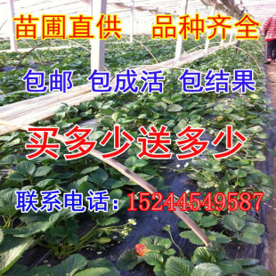室内果树苗阳台盆栽地栽四季草莓苗攀援奶油草莓批发当年结果