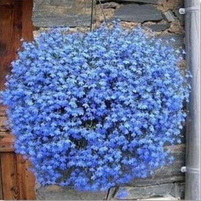 花卉 垂吊植物 盆栽花卉 蓝花亚麻 盆栽植物 非常美丽 四季开花