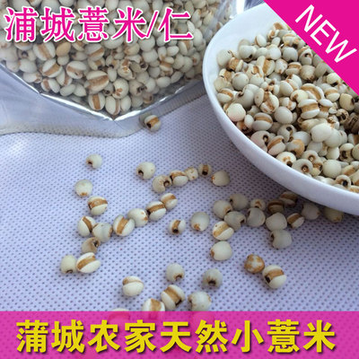 有机薏米仁 薏米红豆粥白色薏米 赛贵州产优质浦城无硫小薏仁米