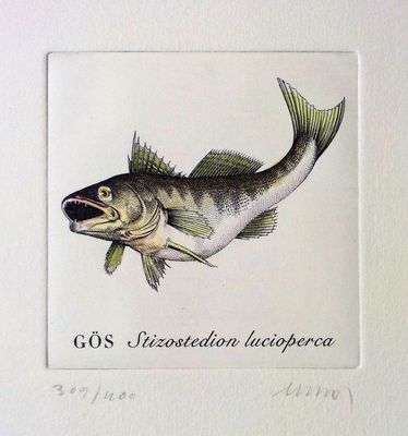 马丁莫克 当代著名雕版大师 鱼系列雕版画- 欧洲梭鲈鱼