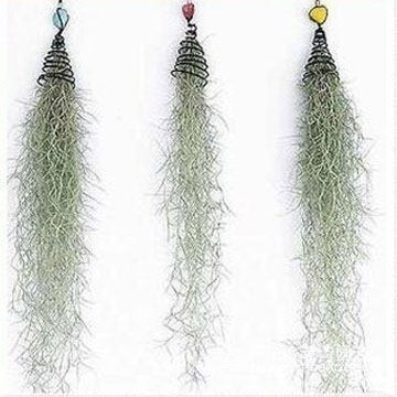 懒人植物 吊兰 空气凤梨-空凤-松萝-老人须 约10-15cm长