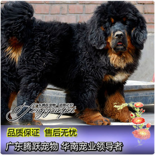 藏獒幼犬出售纯种家养臧獒幼犬出售红獒铁包金大狮头可视频