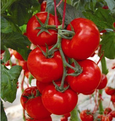 以色列17-1大红番茄种子 进口高抗TY大红番茄种子 硬度好 产量高