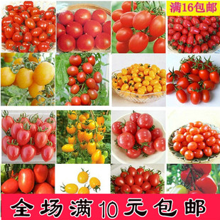 番茄种子西红柿/圣女果 家庭阳台水果蔬菜种子籽盆栽季春播