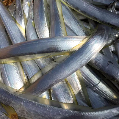 东山岛海鲜活水产品海钓野生黄带鱼深海鱼海刀鱼黑眼睛新鲜海捕捞