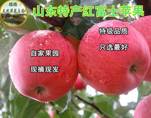 山东烟台苹果水果新鲜红富士有机特产糖心80#10斤包邮