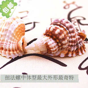 包邮特价天然海螺贝壳标本螺收藏扭法螺 礼品纪念品 婚庆鱼缸装饰