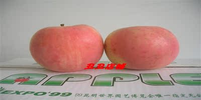 丰县大沙河苹果红富士绿色食品