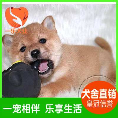 纯种赛级日本赤色柴犬幼犬出售活体宠物小狗 正规犬舍带证书芯片