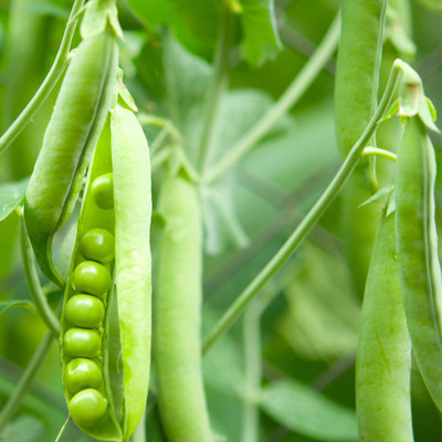豌豆荚有机蔬菜种子菜籽豆种菜种阳台种菜室内庭院盆栽种植20粒