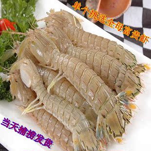 皮皮虾鲜活新鲜水产即食母皮皮虾肉虾婆虾爬子海鲜批发个个包带黄