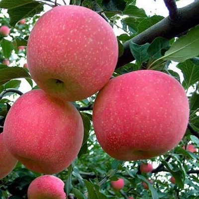 新鲜采摘原生态农家自种甘肃静宁红富士生鲜苹果水果脆甜纯天然
