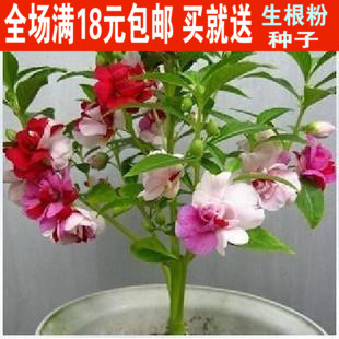 夏季春季包邮种子七彩凤仙花种子适应性强栽培容易花色丰富60粒