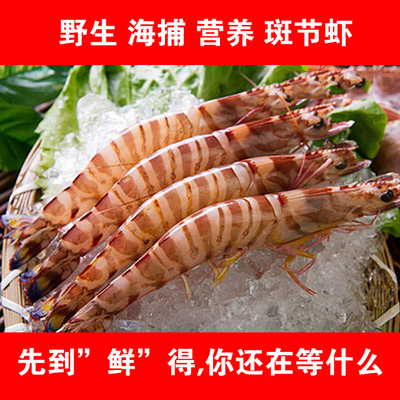 东山岛斑节虾 九节虾 野生 新鲜 海产 海鲜