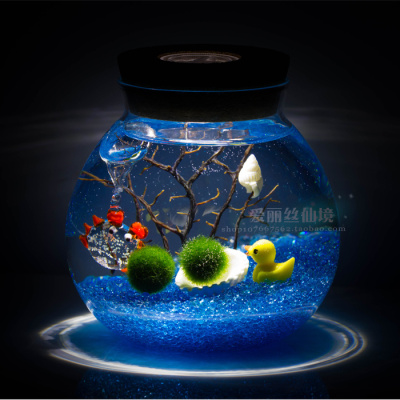 七夕节礼物日本海藻球Marimo 球藻创意植物微景观生态瓶 桌面盆栽
