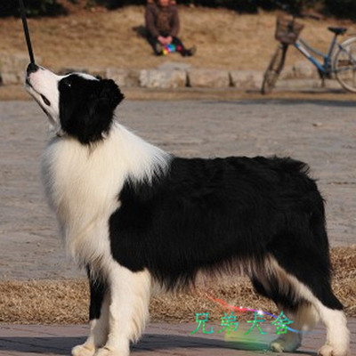 纯种澳洲引进赛级边境牧羊犬中型犬cku标准边境幼犬活体边牧狗狗