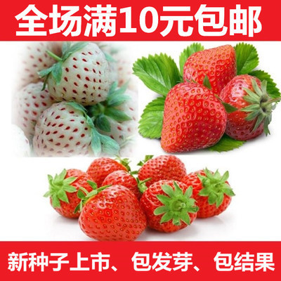 四季结果草莓种子阳台盆栽蔬菜种子果树种子美容水果多肉西瓜花卉