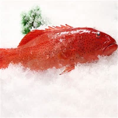深海东星斑 海鲜鱼类 正宗红东 东星斑 海鲜水特产顺丰一条包邮