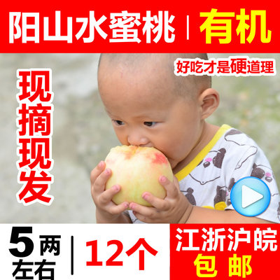 无锡阳山水蜜桃子5两/12个 新鲜水果 特产 自产自销 江浙沪皖包邮