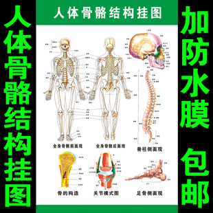 人体骨骼结构图全身经络穴位图挂图肌肉足部中医养生保健按摩海报