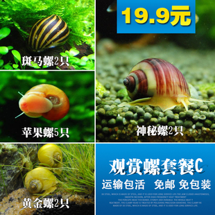 活体淡水蜗牛观赏螺除藻苹果斑马洋葱神秘杀手宠物金刚蜜蜂螺包邮
