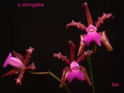 洋兰原种卡特兰 C. elongata  苗