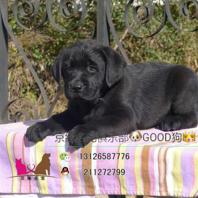 出售黑色纯种拉布拉多幼犬 宠物级狗狗 视频看活体 实拍