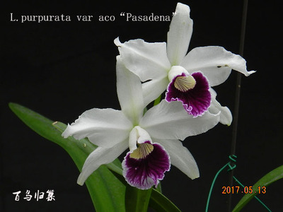 洋兰原种卡特兰蕾利亚兰L.purpurata var aco “Pasadena”开花株