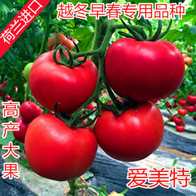 西红柿种子  番茄种子 荷兰进口番茄种子 高抗TY病毒——爱美特！