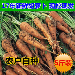 2017年新鲜胡萝卜 红萝卜农家蔬菜现挖现发胡萝卜带泥5斤包邮
