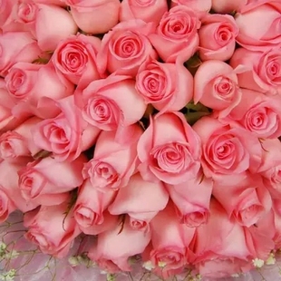戴安娜玫瑰苗，桃粉色玫瑰花，也可作盆栽花苗，鲜花种苗最佳选材