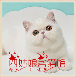 白色加菲猫活体 异国短毛猫纯白加菲幼猫纯种家养 加菲猫  幼猫