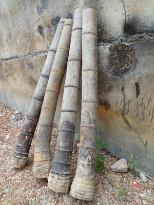 竹头 毛竹原竹 原始竹 未经加工 非水烟筒 长70厘米左右