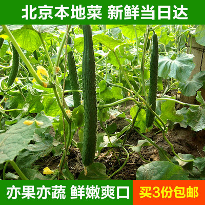 【密云农业】农家黄瓜 新鲜刺黄瓜 生态脆黄瓜 可生吃可炒菜 450g