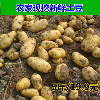 新鲜山东土豆 农家自种蔬菜洋芋马铃薯现挖土豆5斤包邮