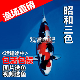 进口日本锦鲤鱼 昭和三色锦鲤活体 纯种 鱼苗风水鱼观赏鱼 包活