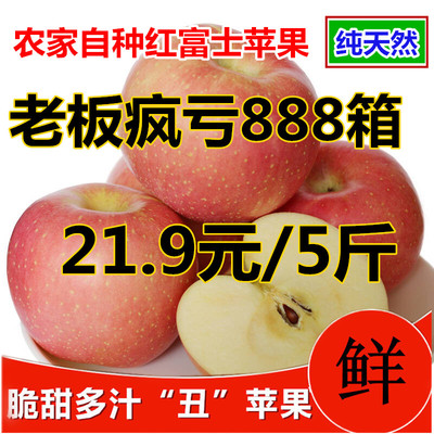 2016年山东新鲜苹果红富士苹果水果脆甜多汁现摘现发五斤特价包邮