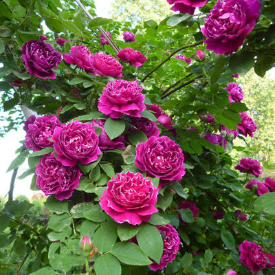 欧洲进口爬藤墙蔷薇苗紫袍玉带藤本月季花苗阳台庭院植物攀援花卉